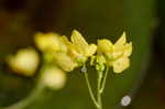 Floating bladderwort